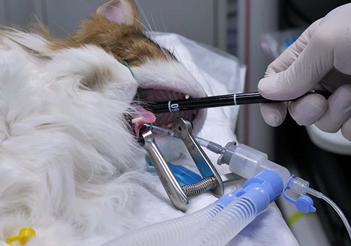 endoscopy of a cat