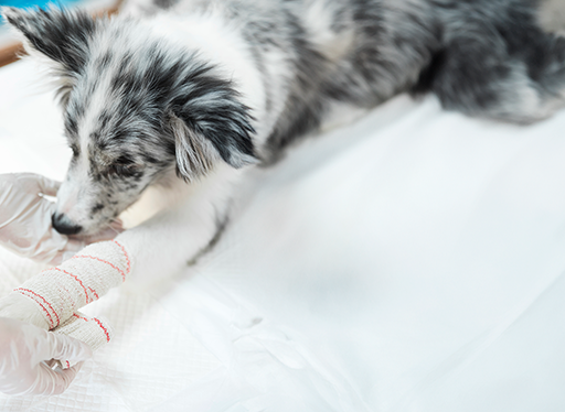 Een persoon poetst de tanden van een kleine witte en bruine hond met een rode tandenborstel.