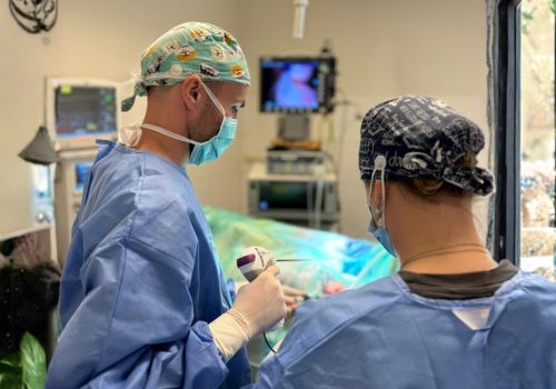 Een persoon poetst de tanden van een kleine witte en bruine hond met een rode tandenborstel.