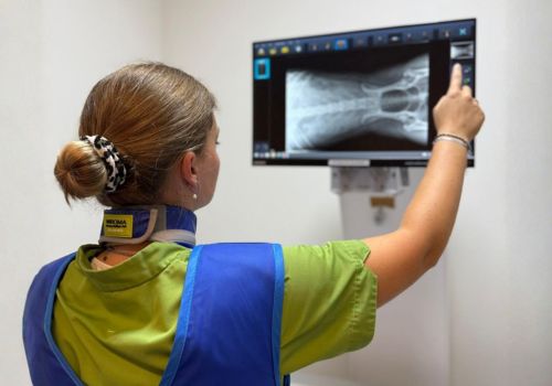 Een persoon poetst de tanden van een kleine witte en bruine hond met een rode tandenborstel.