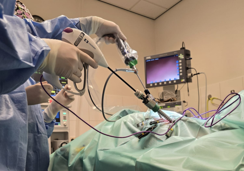 Foto konijn Een persoon poetst de tanden van een kleine witte en bruine hond met een rode tandenborstel.