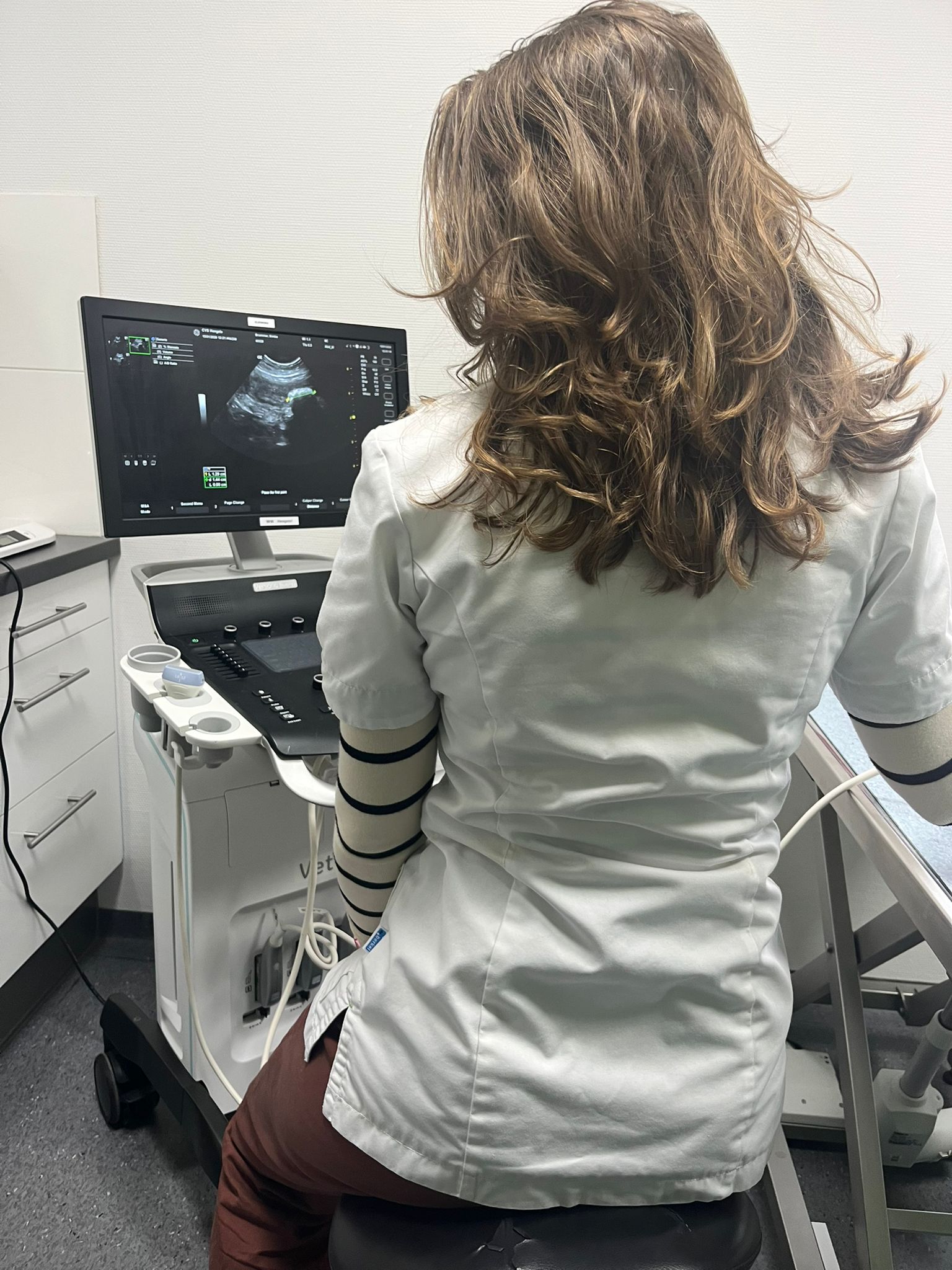 A vet looking at a echografie