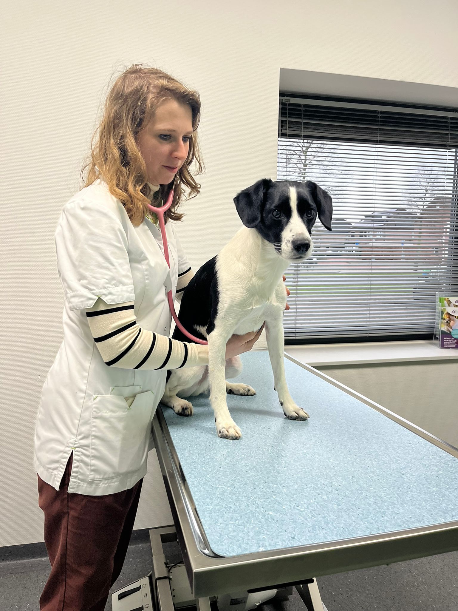 vaccinatie hond website vaccinatie hond