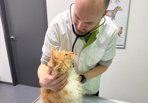 vaccinatie kat Een persoon poetst de tanden van een kleine witte en bruine hond met een rode tandenborstel.