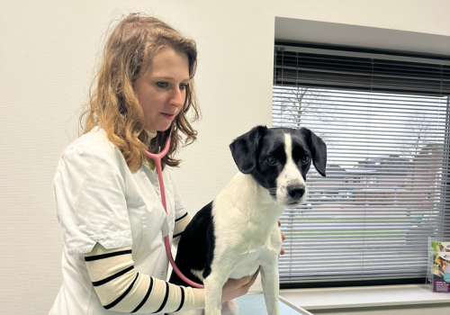 Een persoon poetst de tanden van een kleine witte en bruine hond met een rode tandenborstel.